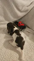 Daisys male 1, a male Miniature Dachshund for sale in Winnsboro, TX – 3 of 4