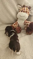 Daisys female 2, a female Miniature Dachshund for sale in Winnsboro, TX – 2 of 3