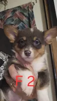 Female 2, a female Australian Cattle Dog and Pembroke Welsh Corgi for sale in Winnsboro, TX – Photo 2 of 2