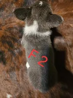 Female 2, a female Australian Cattle Dog and Pembroke Welsh Corgi for sale in Winnsboro, TX – Photo 1 of 2