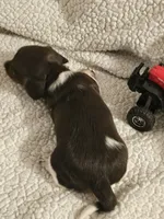 Tank, a male Miniature Dachshund for sale in Winnsboro, TX – 3 of 3