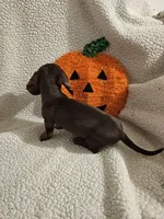 Timmy, a male Miniature Dachshund for sale in Winnsboro, TX – 2 of 2