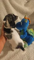 Male 3, a male Miniature Dachshund for sale in Winnsboro, TX – 3 of 4