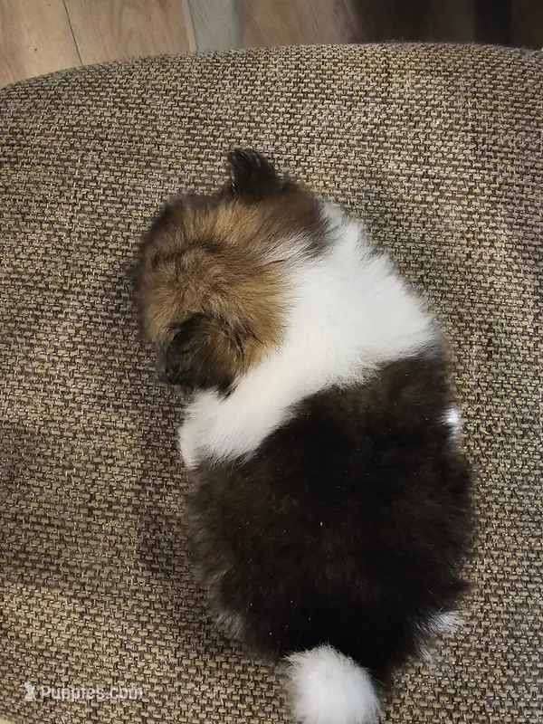 Jo jo – Pomeranian, Shih Tzu puppy for sale in Winnsboro, TX