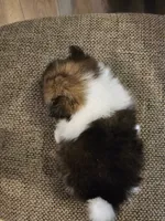 Jo jo, a male Pomeranian and Shih Tzu for sale in Winnsboro, TX – 1 of 2
