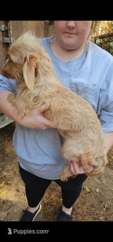 Duke – Dachshund puppy for sale in Winnsboro, TX