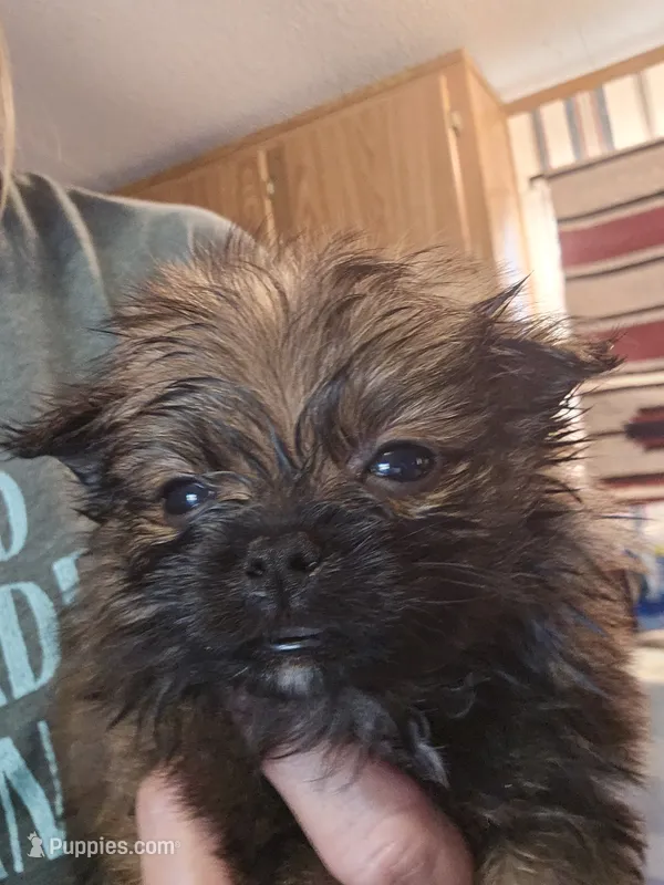 Jimmy  – Pomeranian, Shih Tzu puppy for sale in Winnsboro, TX