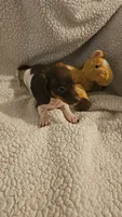 Daisys female 1, a female Miniature Dachshund for sale in Winnsboro, TX – 5 of 5
