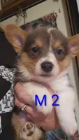 Male 2, a male Australian Cattle Dog and Pembroke Welsh Corgi for sale in Winnsboro, TX – Photo 1 of 2