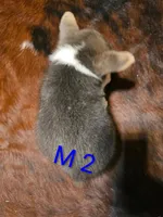 Male 2, a male Australian Cattle Dog and Pembroke Welsh Corgi for sale in Winnsboro, TX – Photo 2 of 2