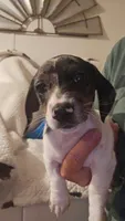 Male 3, a male Miniature Dachshund for sale in Winnsboro, TX – 2 of 4