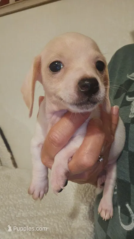 Male 1 – Miniature Dachshund puppy for sale in Winnsboro, TX