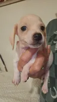 Male 1, a male Miniature Dachshund for sale in Winnsboro, TX – 1 of 5