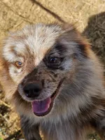 Chip, a male Pomeranian for sale in Winnsboro, TX – 2 of 3