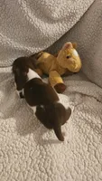 Daisys female 1, a female Miniature Dachshund for sale in Winnsboro, TX – 3 of 5