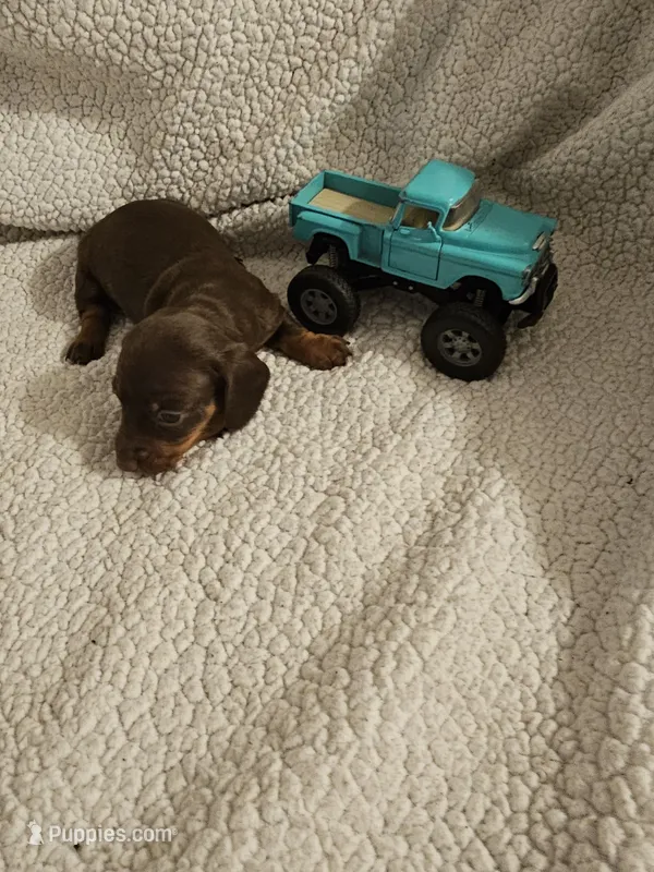 Timmy – Miniature Dachshund puppy for sale in Winnsboro, TX
