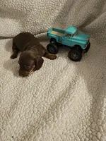 Timmy, a male Miniature Dachshund for sale in Winnsboro, TX – 1 of 2