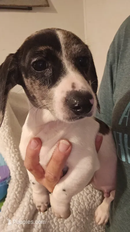 Toby – Miniature Dachshund puppy for sale in Winnsboro, TX