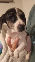 Toby, a male Miniature Dachshund for sale in Winnsboro, TX – 2 of 3