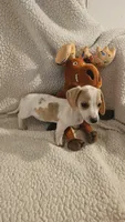Male 3, a male Miniature Dachshund for sale in Winnsboro, TX – 2 of 4