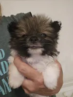 Jo jo, a male Pomeranian and Shih Tzu for sale in Winnsboro, TX – 2 of 2