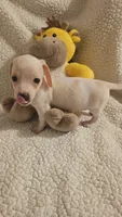 Male 1, a male Miniature Dachshund for sale in Winnsboro, TX – 3 of 5