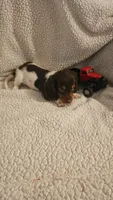 Daisys male 1, a male Miniature Dachshund for sale in Winnsboro, TX – 2 of 4