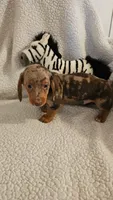 Dash, a male Miniature Dachshund for sale in Winnsboro, TX – 6 of 6