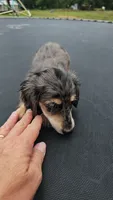Emmy, a female Miniature Dachshund for sale in Winnsboro, TX – 2 of 3