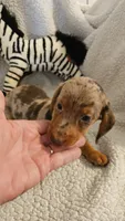 Dash, a male Miniature Dachshund for sale in Winnsboro, TX – 3 of 6