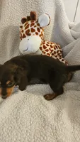 Tabitha, a female Miniature Dachshund for sale in Winnsboro, TX – 4 of 6