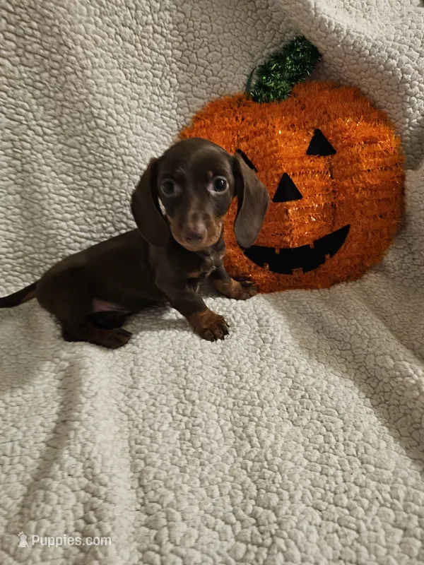 Timmy – Miniature Dachshund puppy for sale in Winnsboro, TX