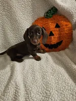 Timmy, a male Miniature Dachshund for sale in Winnsboro, TX – 1 of 2