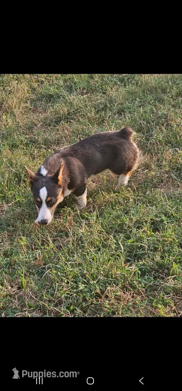 Cowboy – Pembroke Welsh Corgi puppy for sale in Winnsboro, TX