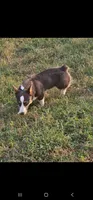 Cowboy, a male Pembroke Welsh Corgi for sale in Winnsboro, TX – 1 of 1