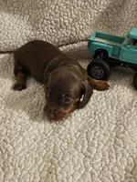 Timmy, a male Miniature Dachshund for sale in Winnsboro, TX – 2 of 2