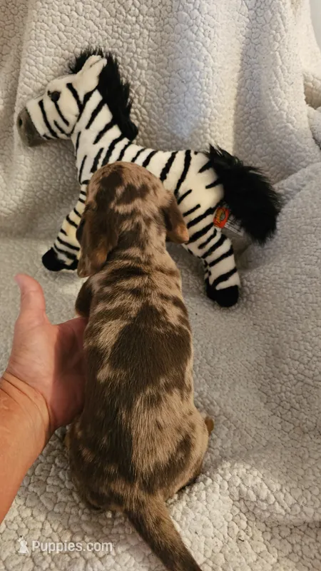 Dash – Miniature Dachshund puppy for sale in Winnsboro, TX