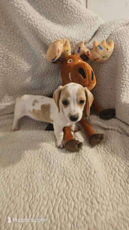 Male 3 – Miniature Dachshund puppy for sale in Winnsboro, TX