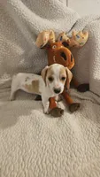 Male 3, a male Miniature Dachshund for sale in Winnsboro, TX – 1 of 4