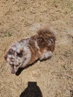 Chip, a male Pomeranian for sale in Winnsboro, TX – 3 of 3