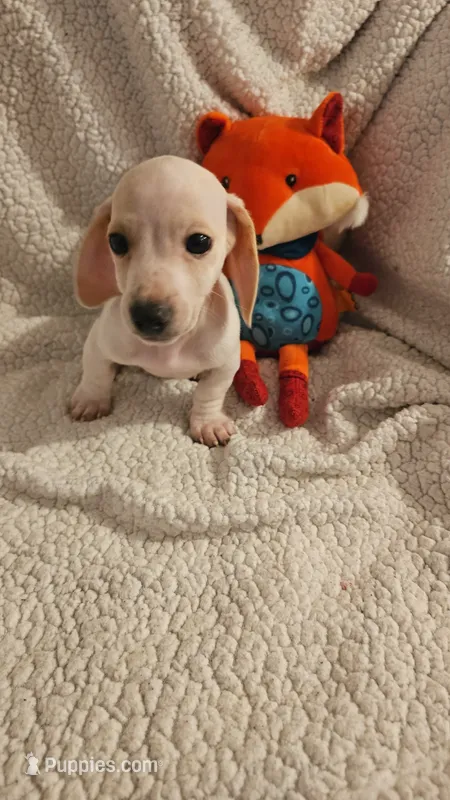 Male 2 – Miniature Dachshund puppy for sale in Winnsboro, TX