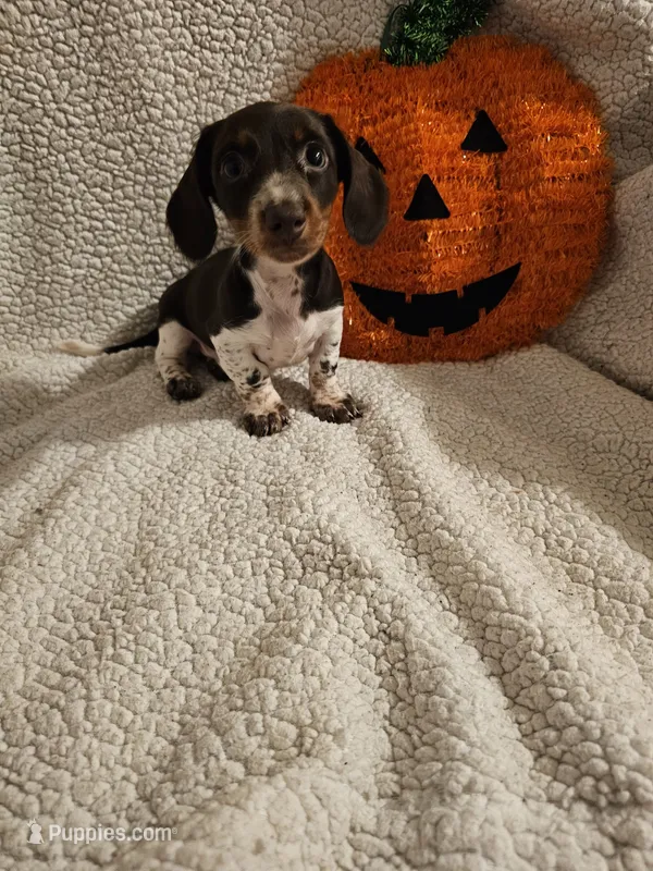 Tank – Miniature Dachshund puppy for sale in Winnsboro, TX