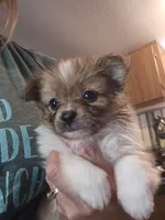 Jack, a male Pomeranian and Shih Tzu for sale in Winnsboro, TX – 1 of 2
