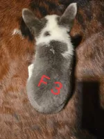 Female 3, a female Australian Cattle Dog and Pembroke Welsh Corgi for sale in Winnsboro, TX – Photo 2 of 2