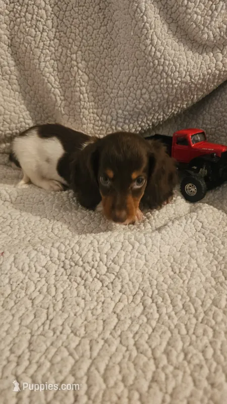 Daisys male 1 – Miniature Dachshund puppy for sale in Winnsboro, TX