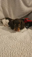 Daisys male 1, a male Miniature Dachshund for sale in Winnsboro, TX – 1 of 4