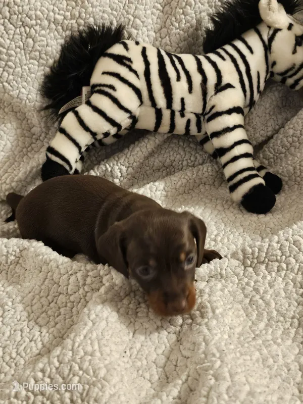 Mazie – Miniature Dachshund puppy for sale in Winnsboro, TX