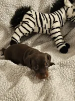 Mazie, a female Miniature Dachshund for sale in Winnsboro, TX – 1 of 2