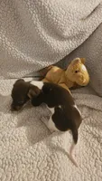 Daisys female 1, a female Miniature Dachshund for sale in Winnsboro, TX – 4 of 5