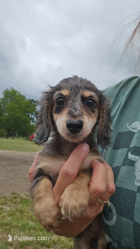 Emmy – Miniature Dachshund puppy for sale in Winnsboro, TX